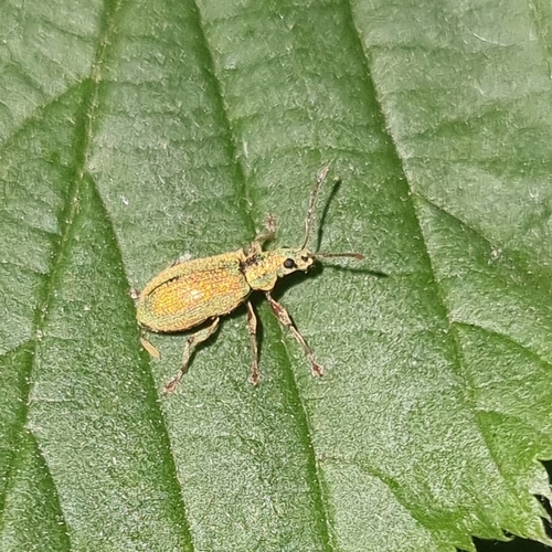 Silver-green leaf weevil, 9441 TZ Orvelte, Nederland, photo 6 of 10