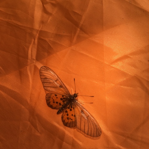 Acraea iturina