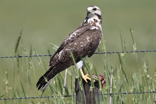 Swainson's Hawk, photo 2 of 10