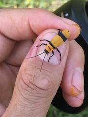 Chauliognathus nigrocinctus