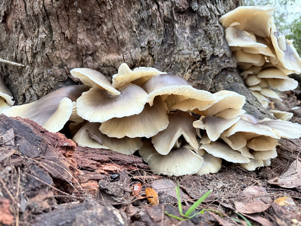 Omphalotus nidiformis · May 2025 · photo: © mulgara (iNaturalist, cc0)