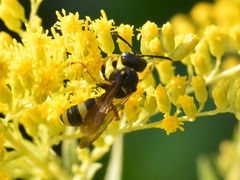 Cerceris rybyensis