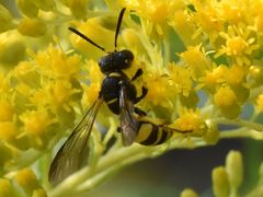 Cerceris rybyensis