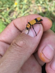 Chauliognathus nigrocinctus