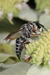 Coelioxys sayi