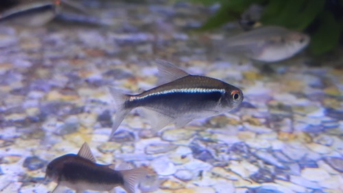 Black Neon Tetra