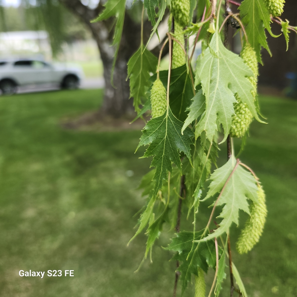 Silver Tree Washington silver birch from Spokane, WA 99217, USA on May 10, 2025 at 01:36 PM by ...