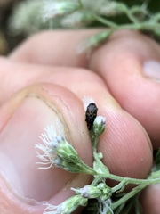 Glyptobaris lecontei