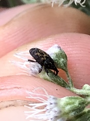 Glyptobaris lecontei