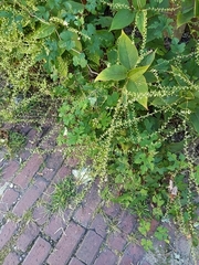 Persicaria virginiana