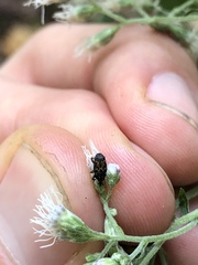 Glyptobaris lecontei