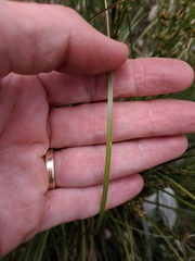 Juncus macrophyllus