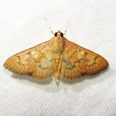 Psara dryalis