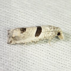 Pelochrista mirosignata