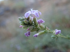 Plumbago europaea