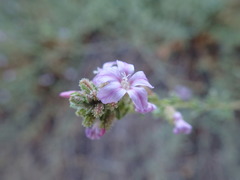 Plumbago europaea