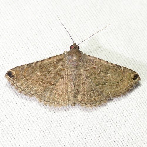 Toxonprucha clientis Grote, 1882