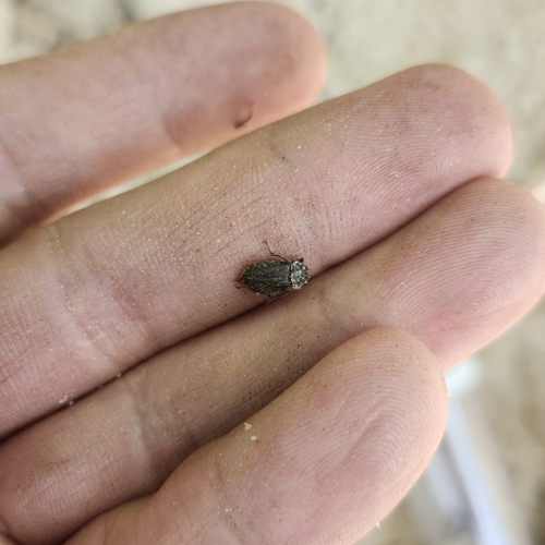 Nicagus obscurus photo 4