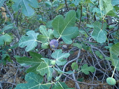 Ficus carica