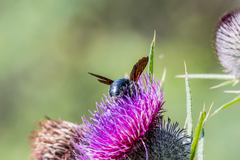 Xylocopa