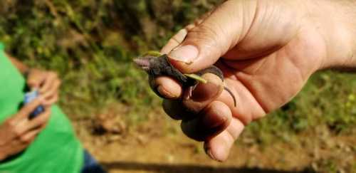Honduran Small-eared Shrew (Cryptotis hondurensis) — Data Deficient Mammalia