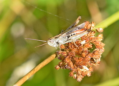 Omocestus haemorrhoidalis