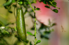 Citrus australasica