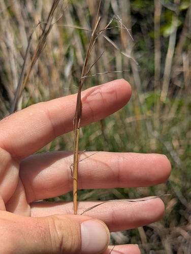 Heteropogon contortus observed 2025-05-11