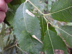 Phyllonorycter salictella