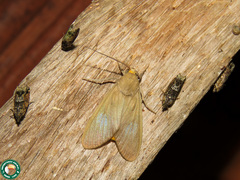 Trichromia postflavida