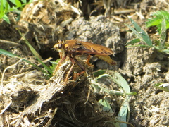 Asilus crabroniformis