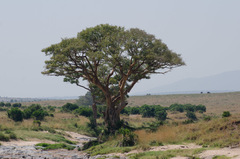 Ficus vasta