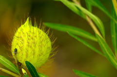 Gomphocarpus fruticosus