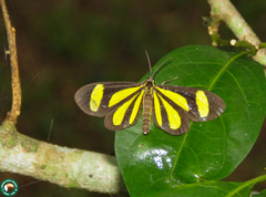 Cyllopoda claudicula
