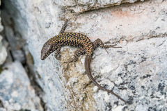 Podarcis muralis maculiventris