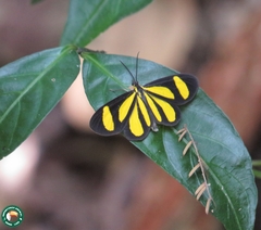 Cyllopoda claudicula