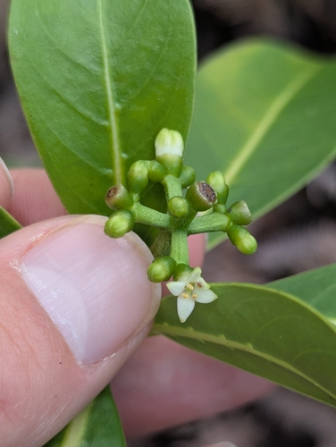 Psychotria mariniana