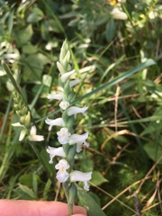 Spiranthes ochroleuca