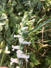 Spiranthes ochroleuca