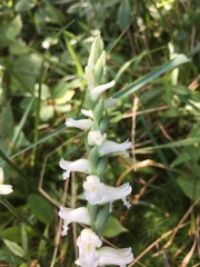 Spiranthes ochroleuca