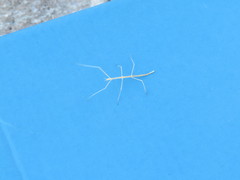 Parabacillus coloradus