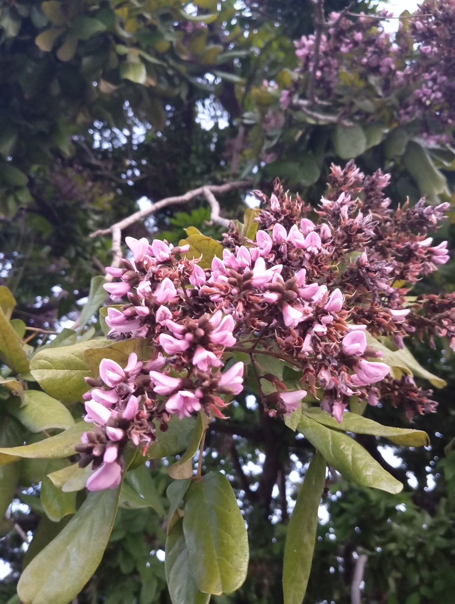 Andira surinamensis