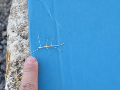 Parabacillus coloradus