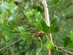 Phyllocoptes goniothorax