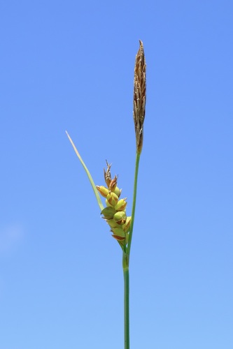 Mead's sedge (Carex meadii)
