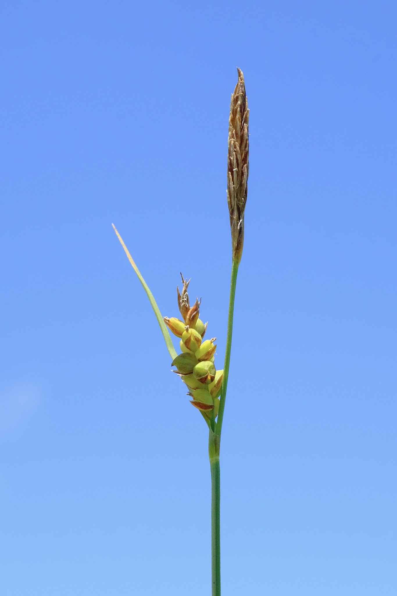 Carex meadii