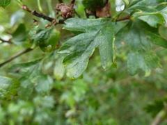 Phyllocoptes goniothorax