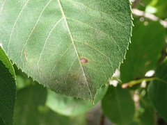 Diplocarpon