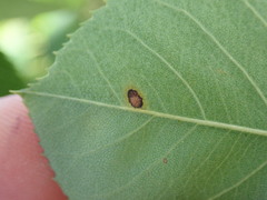 Diplocarpon