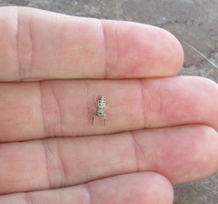 Metaphidippus